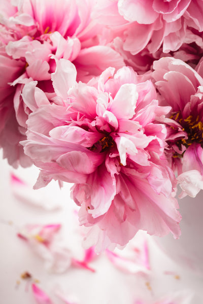 poster-print-peonies