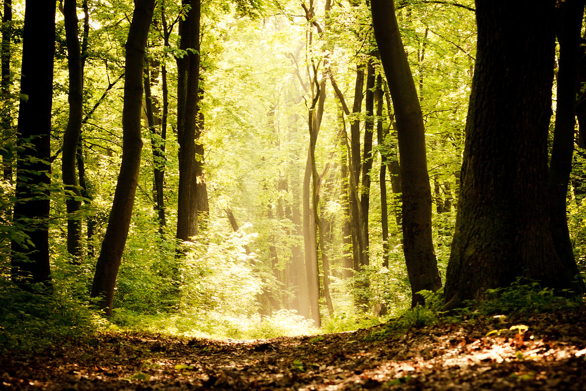 modern-3-piece-canvas-print-sunrise-in-the-forest