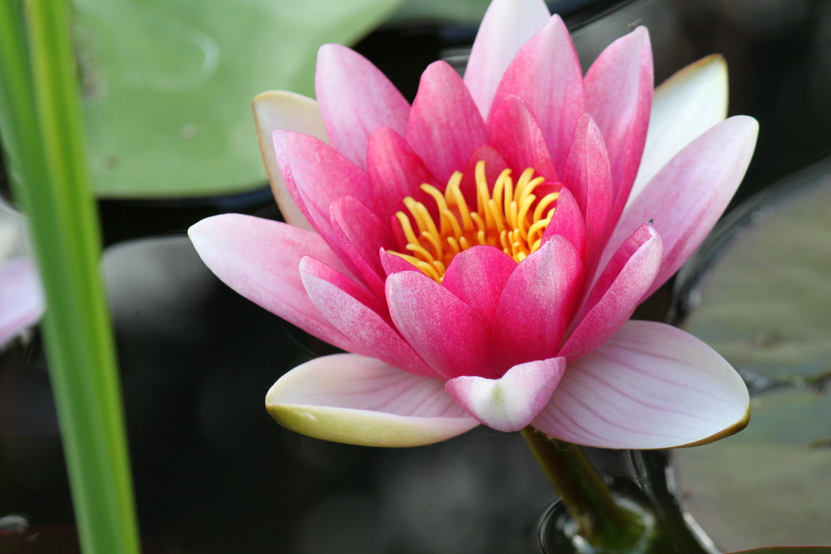 3-piece-aluminium-print-the-water-lily-in-pink