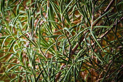 poster-print-rosemary-xxl