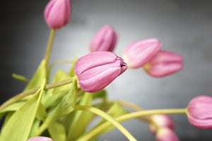 3-piece-canvas-print-the-tulip-bouquet-in-pink