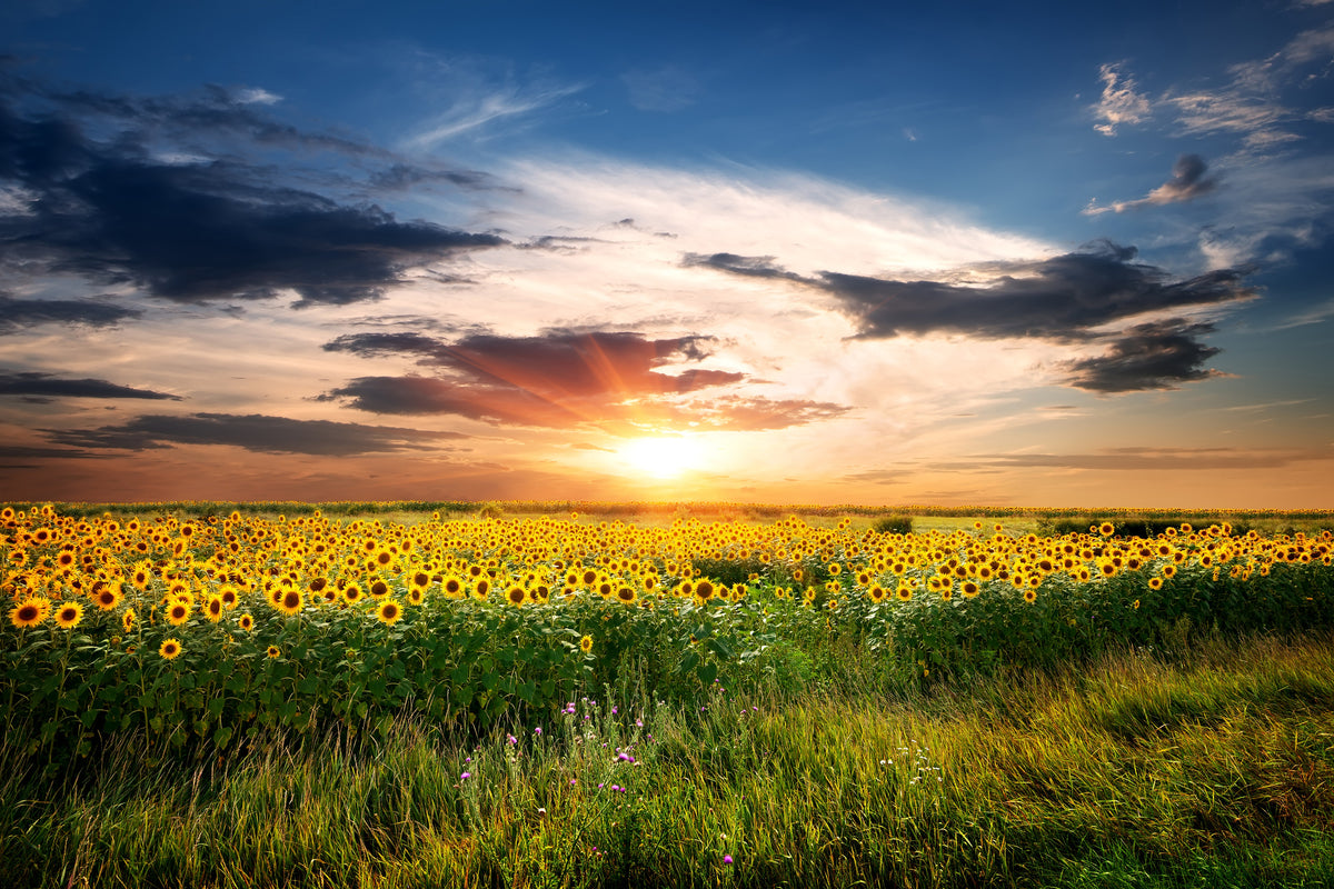 3-piece-canvas-print-a-field-of-sunflowers