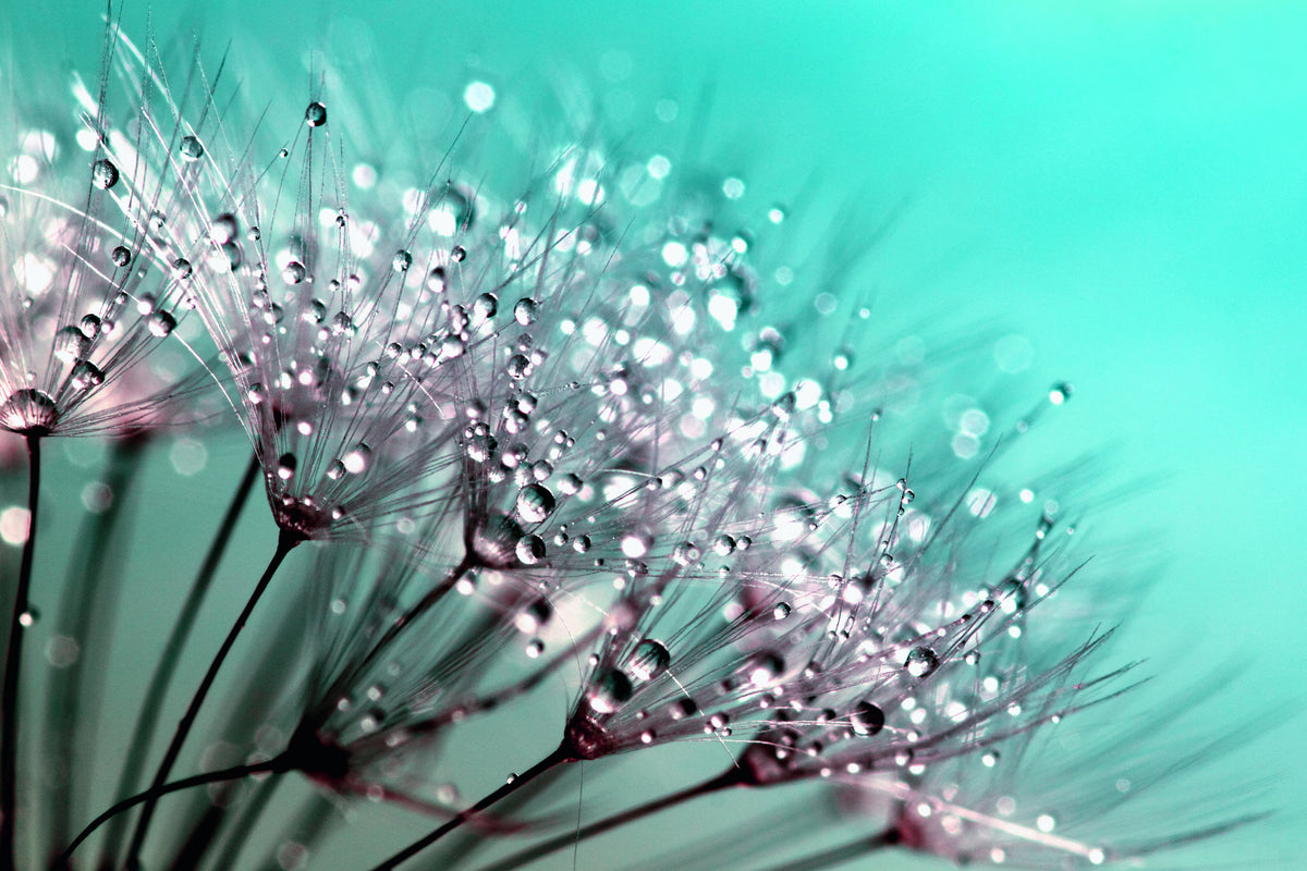 modern-3-piece-aluminium-print-macro-dandelion-p