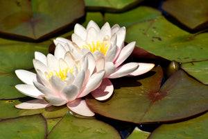 aluminium-print-water-lily-duo-in-white