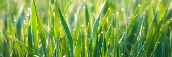 panoramic-3-piece-aluminium-print-grass-with-morning-dew-xl-panorama