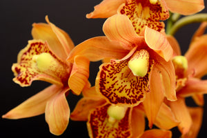 3-piece-canvas-print-orchids-with-orange-flowers