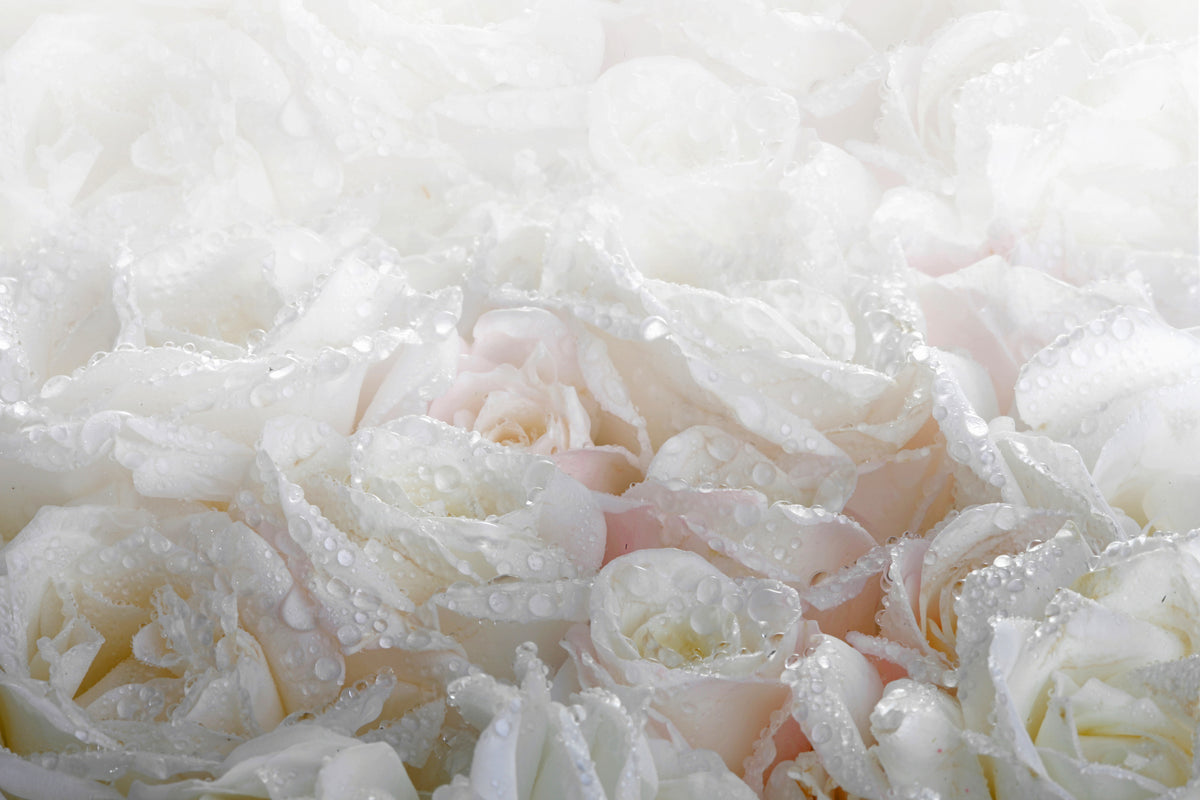 3-piece-acrylic-print-white-roses-in-the-morning-dew