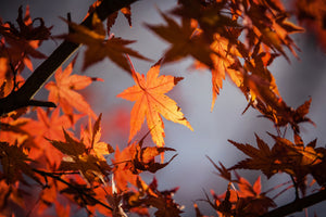 aluminium-print-maple-leaves-in-autumn