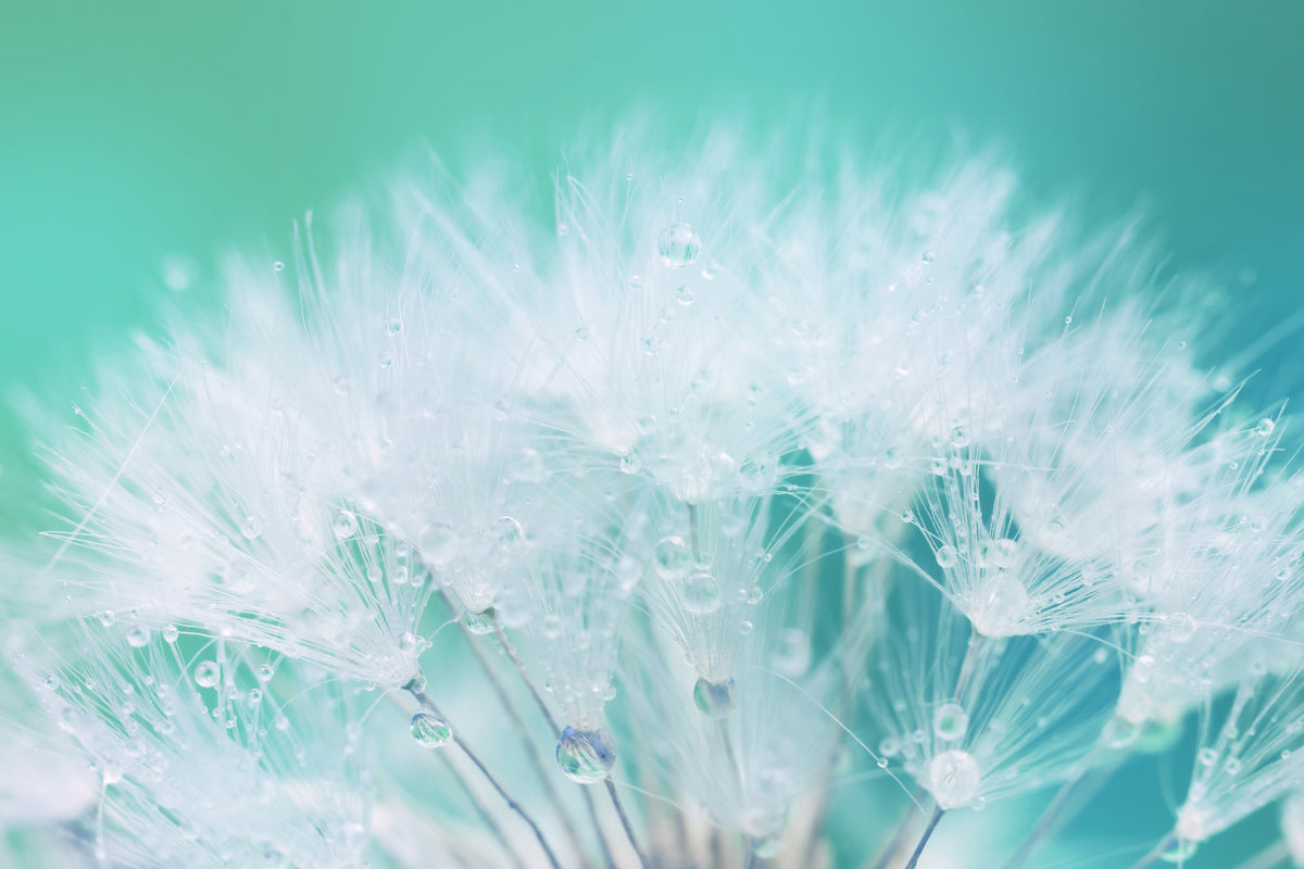 aluminium-print-close-up-dandelion-in-morning-dew