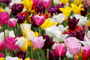 modern-3-piece-canvas-print-colorful-tulip-field