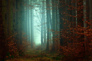 canvas-print-mood-in-the-forest