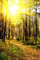 poster-print-woodland-walk-in-the-autumn-sun