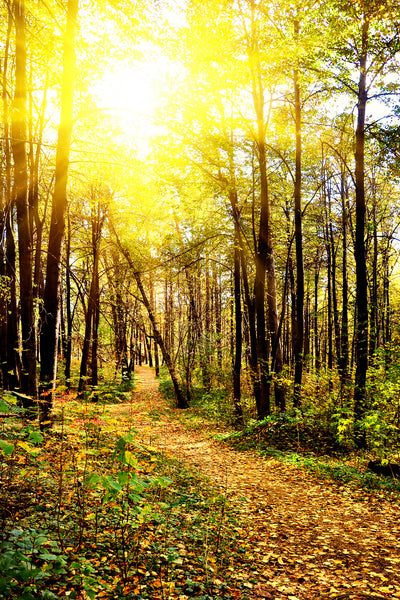 poster-print-woodland-walk-in-the-autumn-sun