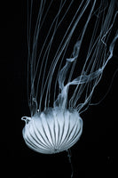 framedcanvas-print-beware-jellyfish