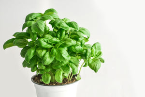 framedposter-print-basil-in-the-pot