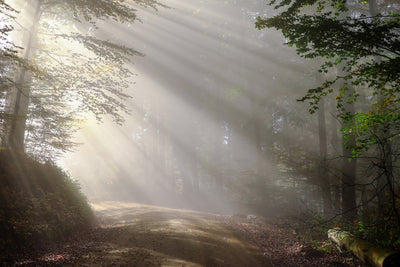 poster-print-mystical-light-in-the-forest