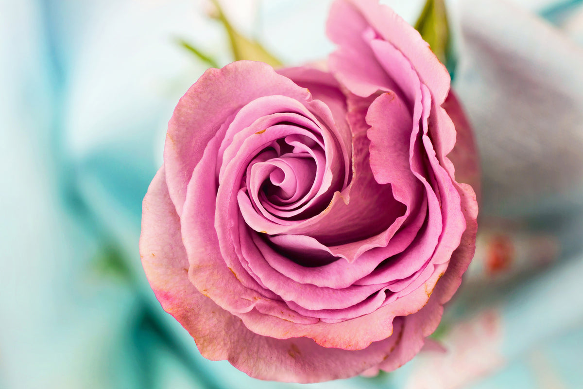 acrylic-print-roseblossom-in-pink