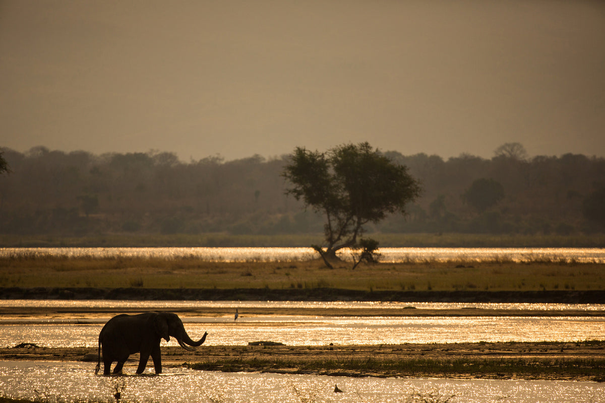 3-piece-aluminium-print-elephant-alone-in-the-steppe