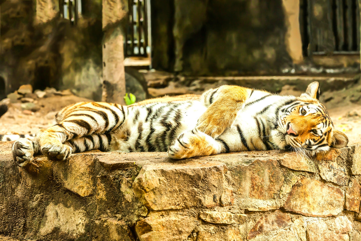 poster-print-the-siberian-tiger