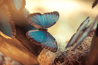 poster-print-butterflies