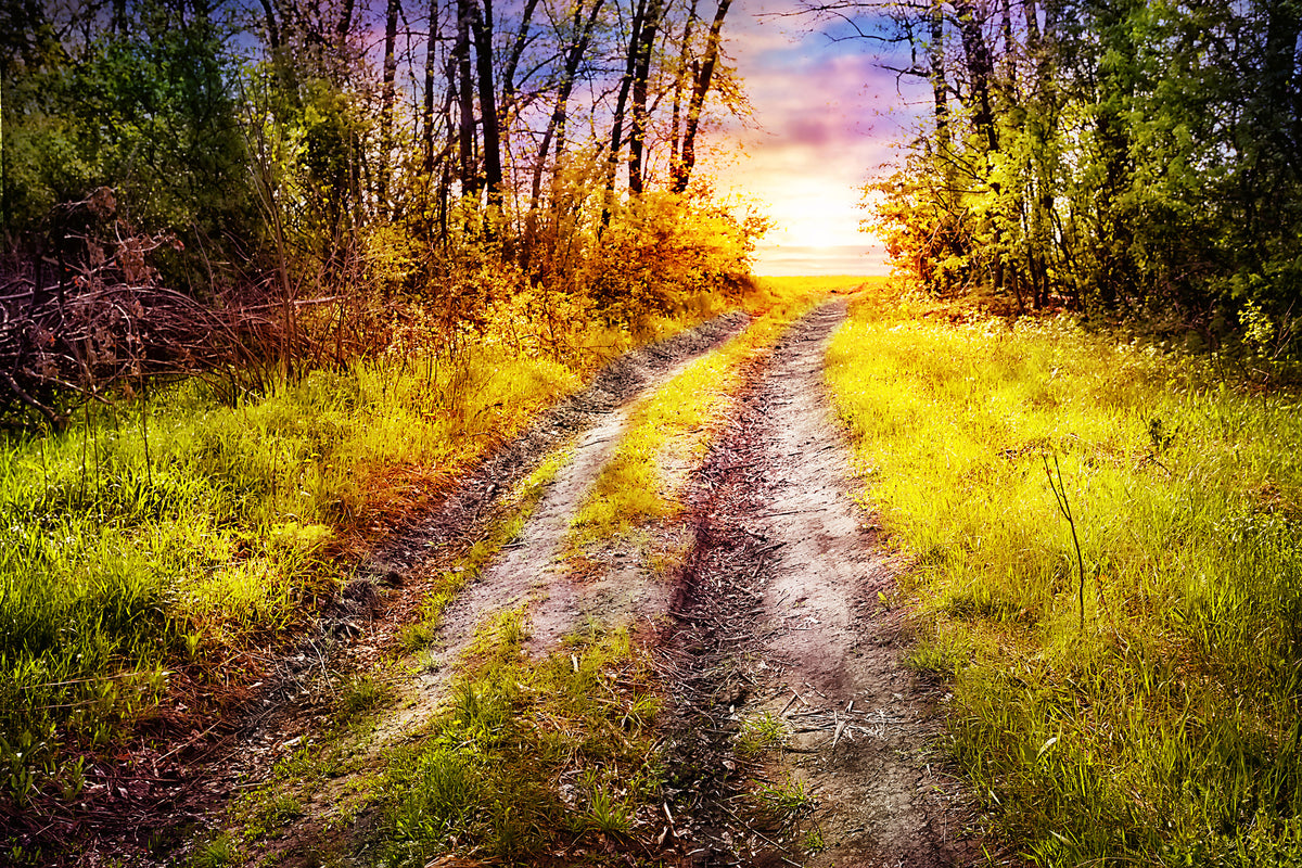 modern-3-piece-aluminium-print-the-forest-path