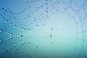 3-piece-canvas-print-cobweb-in-morning-dew