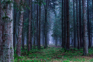 3-piece-aluminium-print-fir-trees-forest