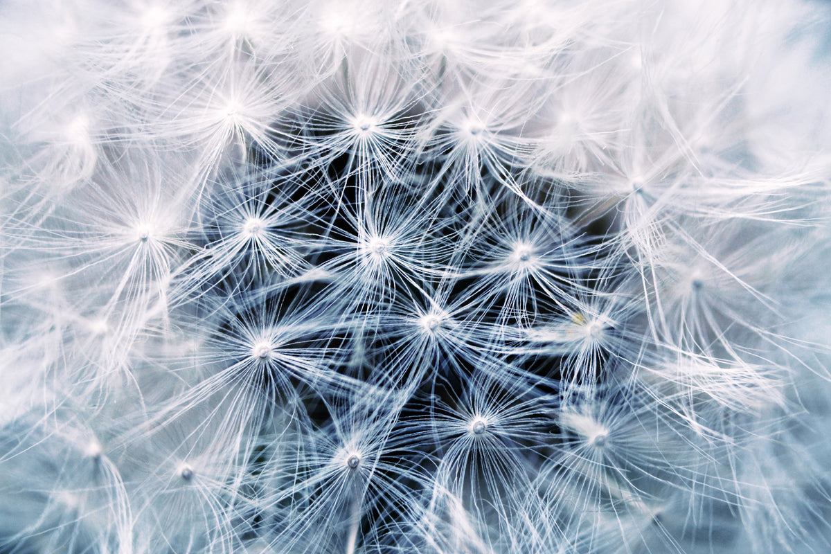 canvas-print-ripe-dandelion-close-up