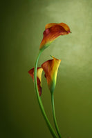 aluminium-print-3-callas