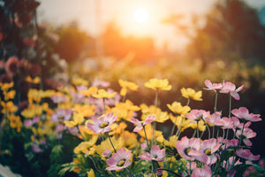 poster-print-the-flowers