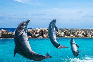 3-piece-acrylic-print-3-dolphins