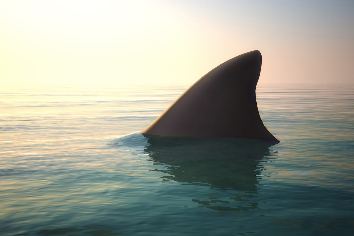 acrylic-print-shark-fin