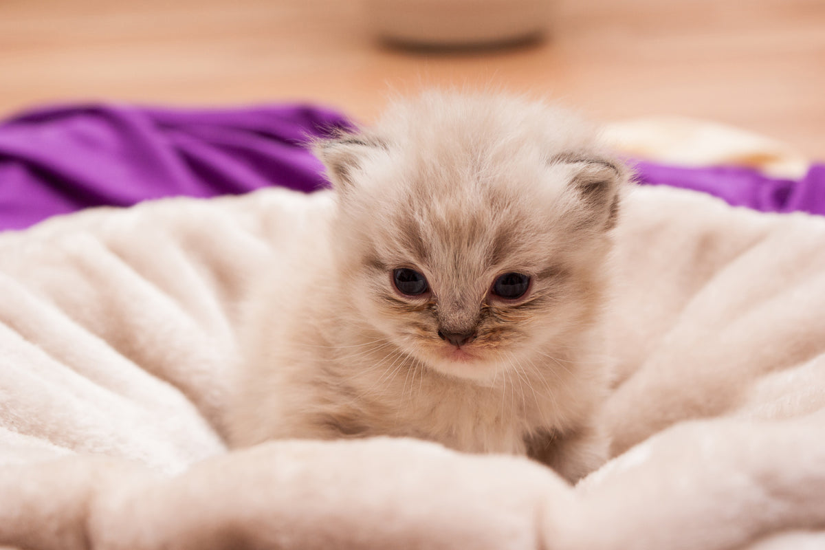 canvas-print-kitten-to-fall-in-love