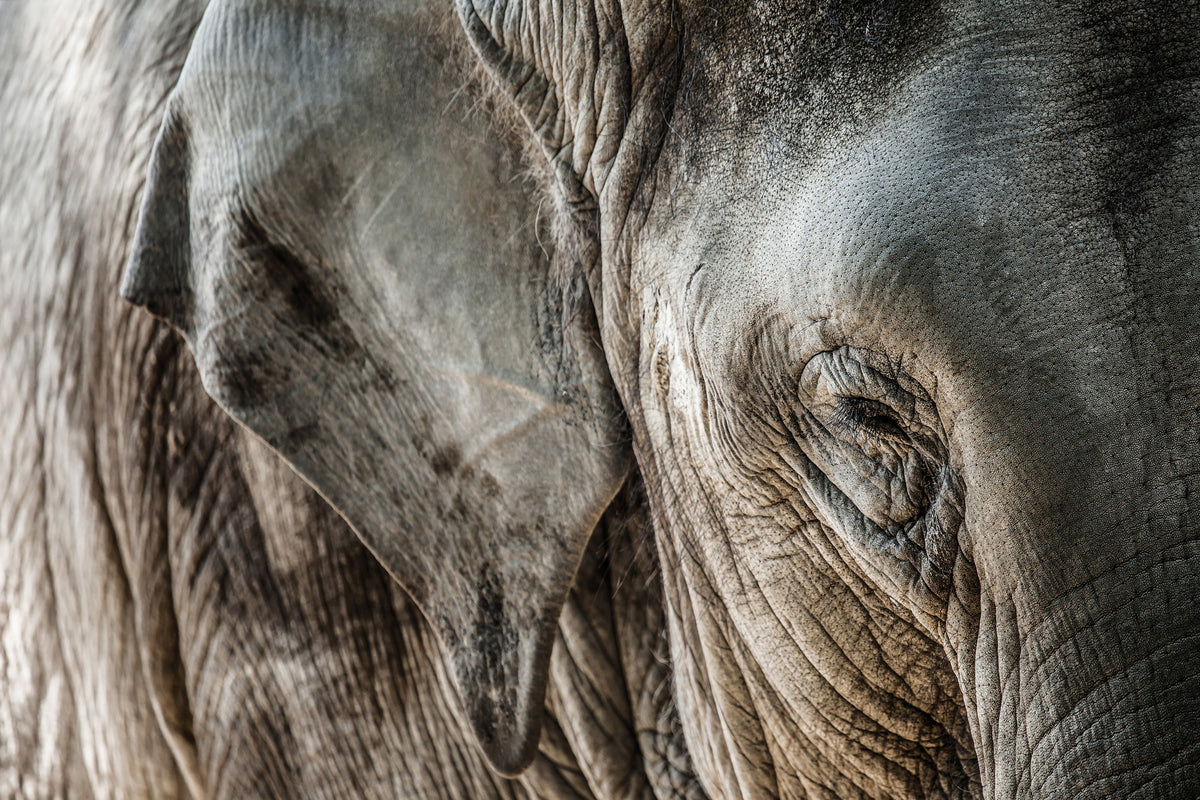 acrylic-print-close-up-elephant