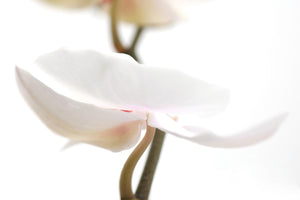 modern-3-piece-acrylic-print-xxl-orchid-flower