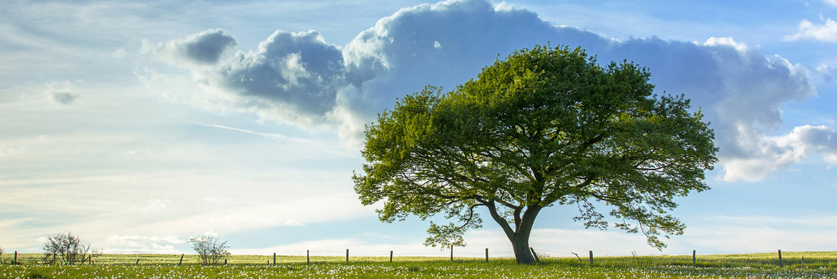 panoramic-3-piece-aluminium-print-spring-tree-panorama