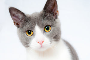 poster-print-noble-cat