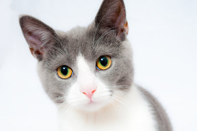 poster-print-noble-cat