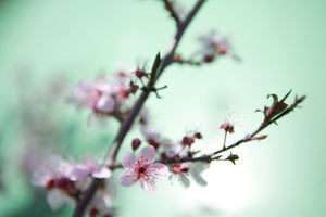 modern-3-piece-aluminium-print-beautiful-japanese-cherry-blossom