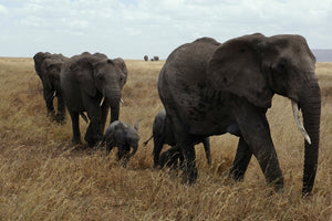 3-piece-acrylic-print-elephant-family