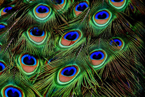 acrylic-print-peacock-feathers-xxl