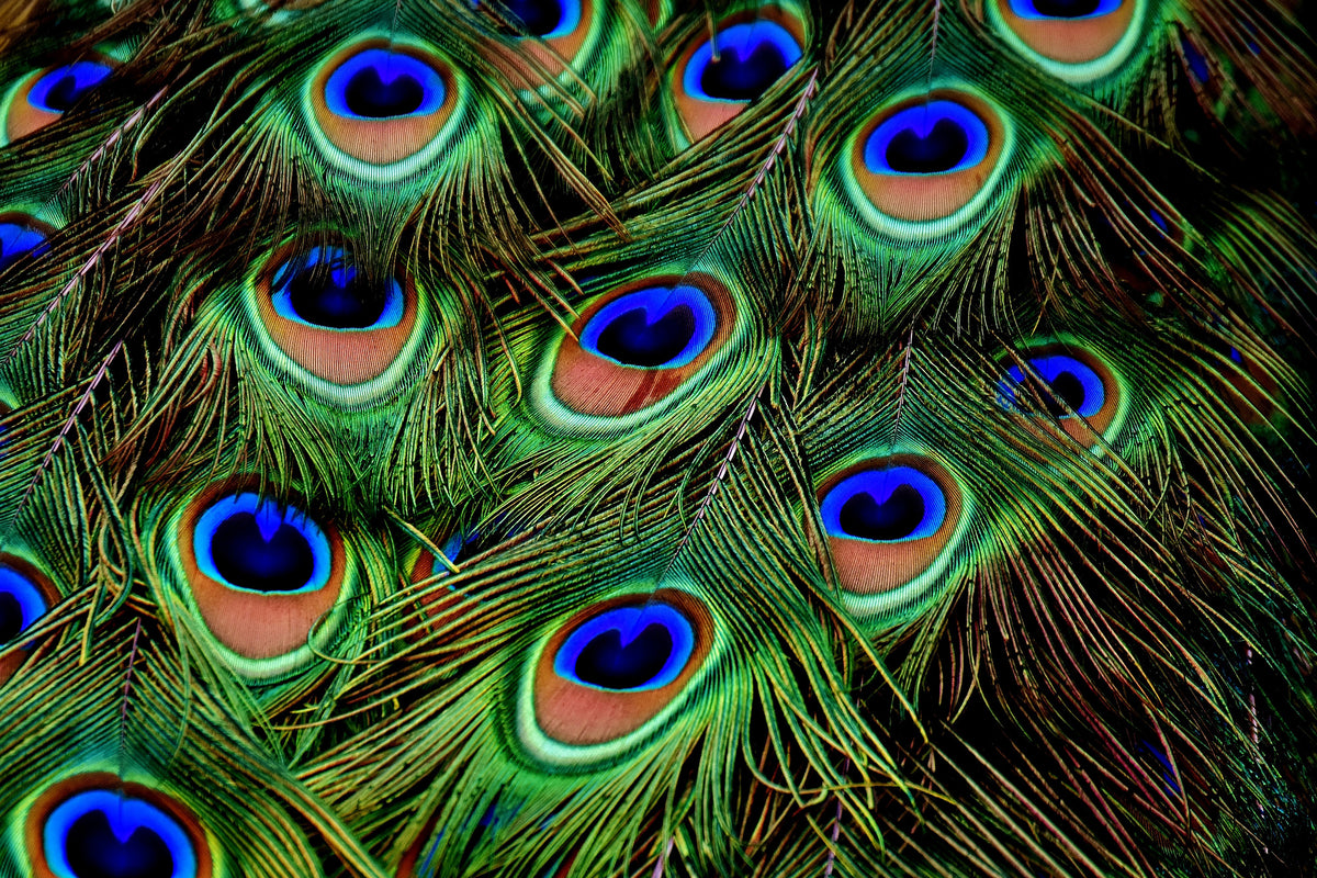 acrylic-print-peacock-feathers-xxl
