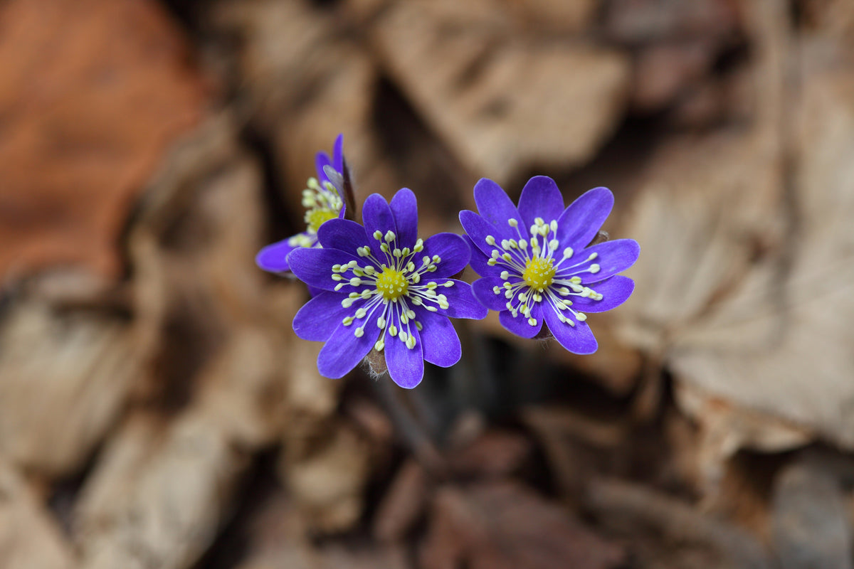 3-piece-canvas-print-wildflowers