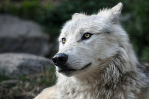 aluminium-print-the-lonely-wolf