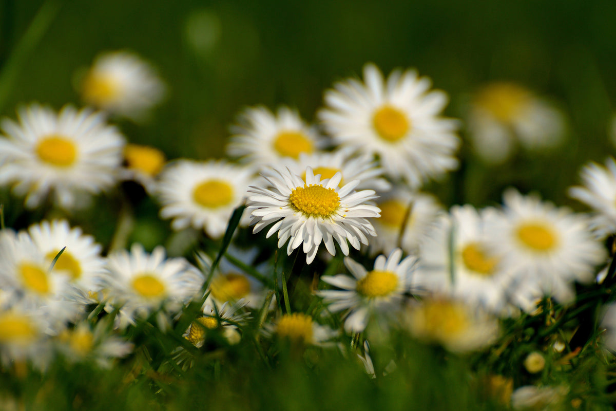 framedcanvas-print-daisies-xl-ii