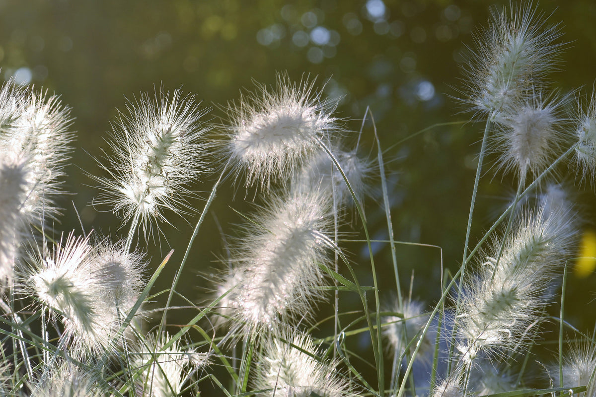 canvas-print-ornamental-grasses-in-xl
