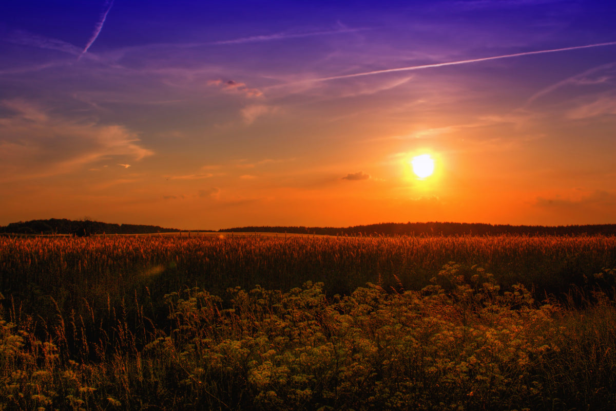 modern-3-piece-aluminium-print-sunset-at-the-flower-field