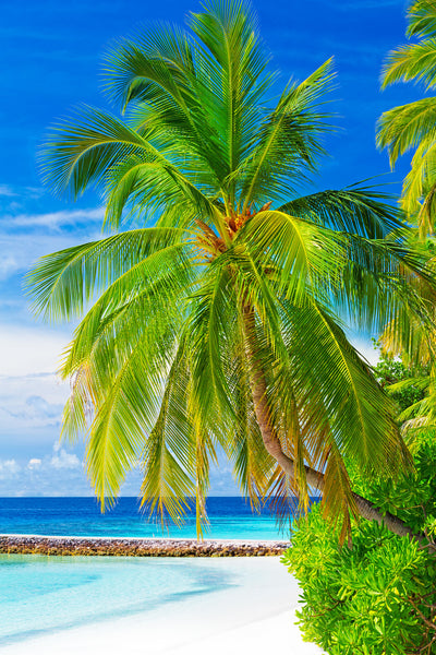 poster-print-the-palm