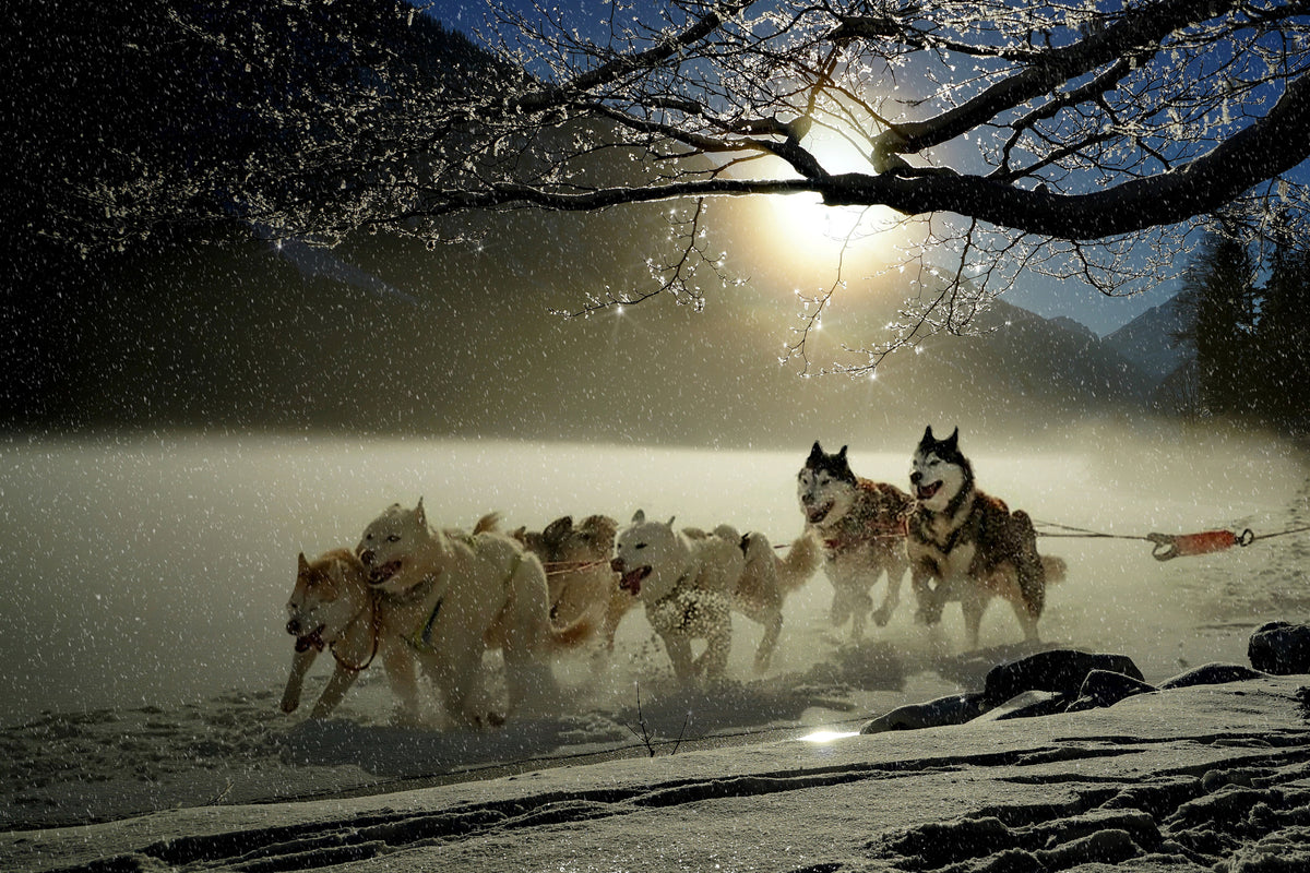 3-piece-aluminium-print-huskies
