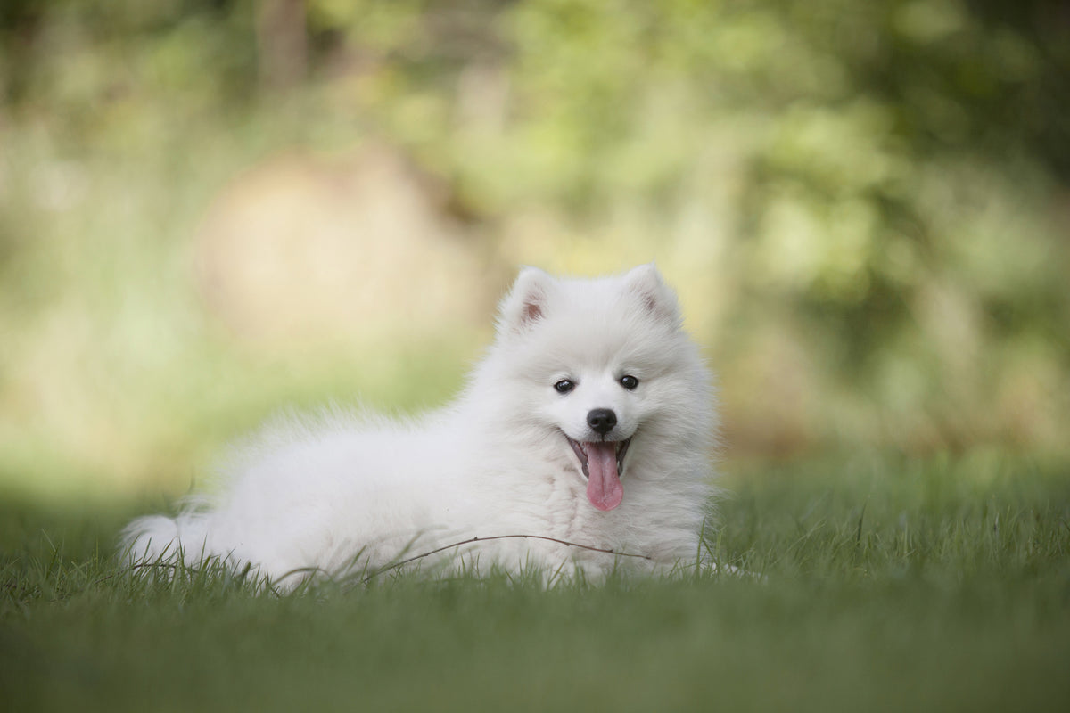 canvas-print-cute-spitz-puppy